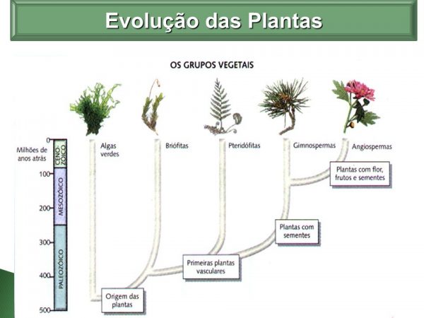 Filos das plantas e evolução