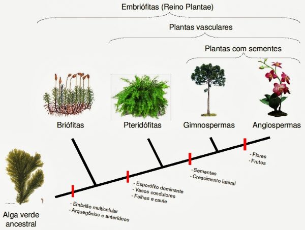 Evolução das plantas por características