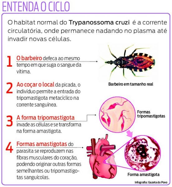 Ciclo da doença de chagas. Tripanosoma cruzi
