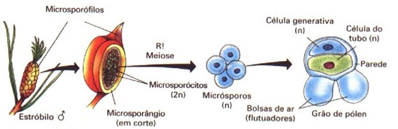 Ciclo reprodutivo das gimnospermas: pólen