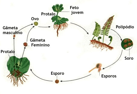 Ciclo reprodutivo das Pteridófitas