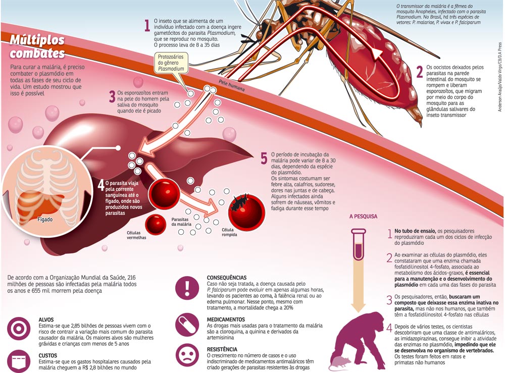 Malária: agente etiológico, ciclo e mosquito
