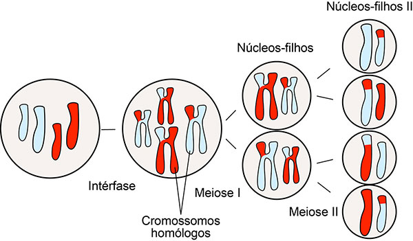 Meiose 2: etapas da divisão celular