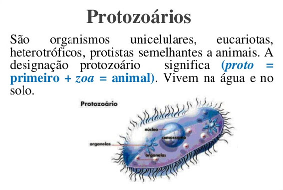 O que são protozoários. Doenças causadas