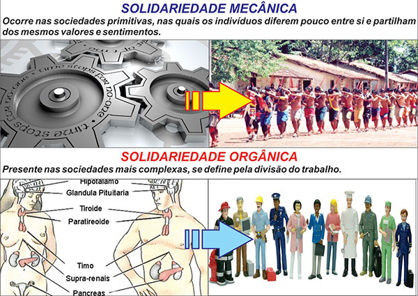 Solidariedade Mecânica e Orgânica