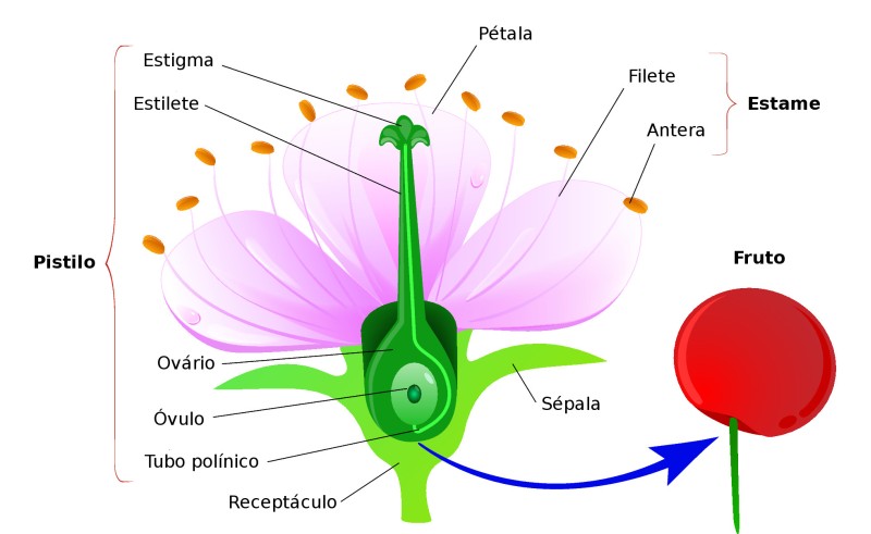 Estrutura da Flor: Características