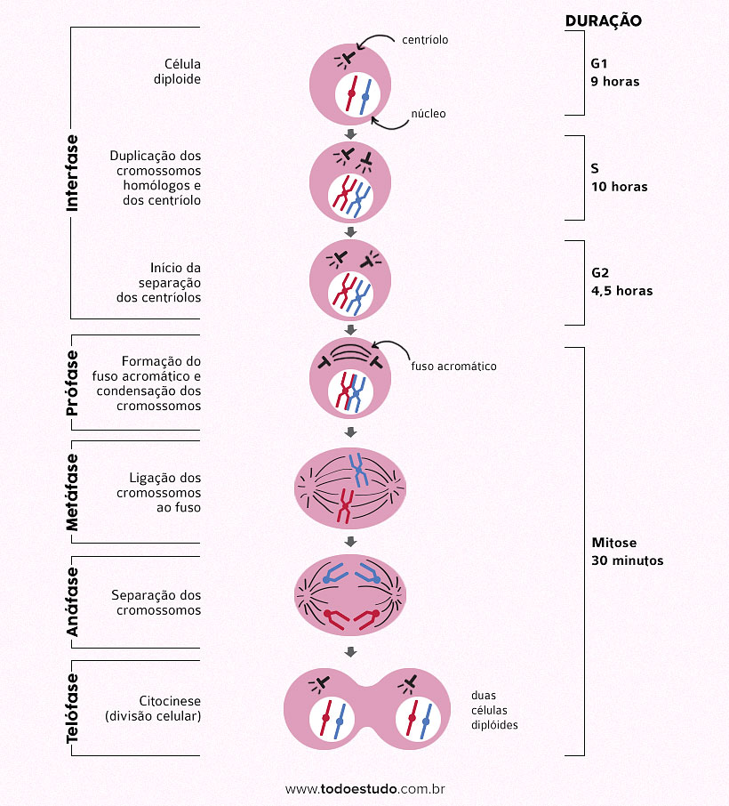 Mitose: o que é, qual a função, fases, como ocorre - Biologia Net