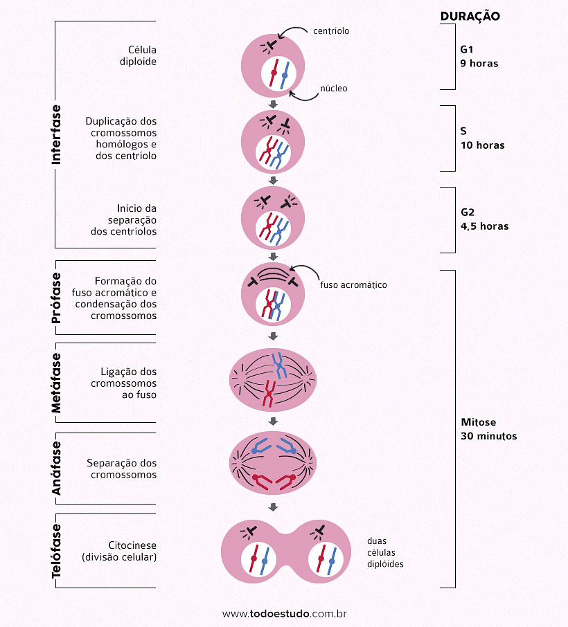 Mitose e Meiose: Fases da Divisão Celular