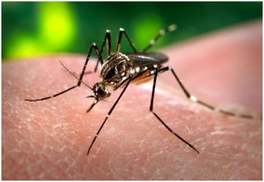 Proposta de Redação para o ENEM: Dengue