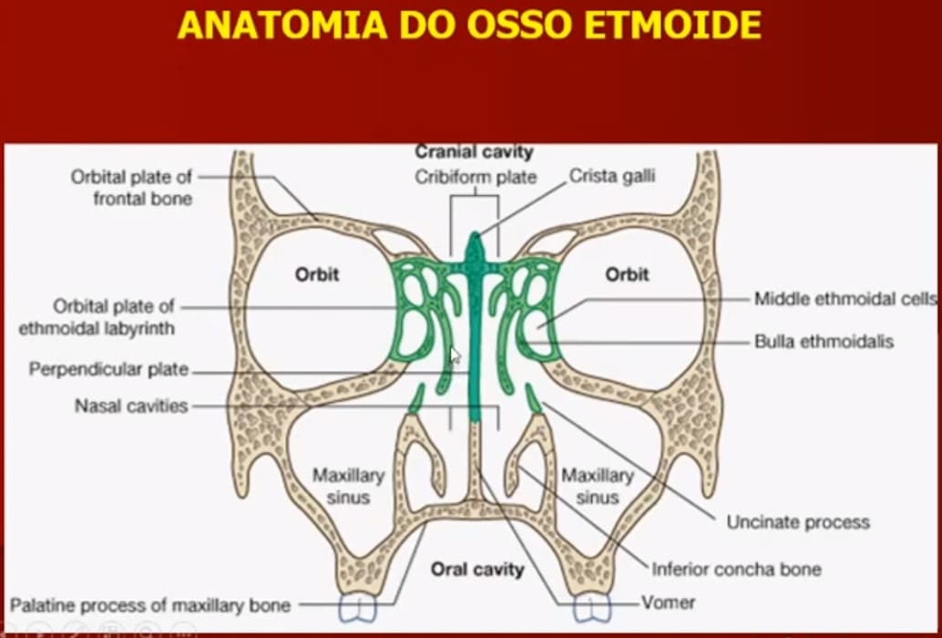 anatomia das conchas nasais